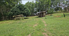 Load image into Gallery viewer, 2.7 hectares clean title for sale with mango trees, ricefields, lemon near highway in Ubay Bohol 300/sqm