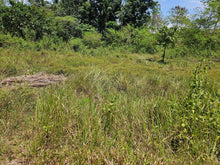 Load image into Gallery viewer, 1.3 hectares clean title for sale near highway, Police station and hospital in Poblacion Catigbian Bohol 2.5m
