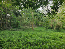 Load image into Gallery viewer, Overlooking lot for sale near highway in Carmen Bohol