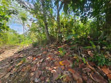 Load image into Gallery viewer, 1.3 hectares clean title for sale near highway, Police station and hospital in Poblacion Catigbian Bohol 2.5m