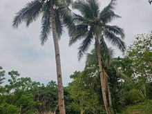 Load image into Gallery viewer, Overlooking lot for sale near highway in Carmen Bohol
