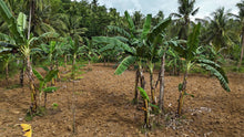 Load image into Gallery viewer, 2,495 sqm clean title for sale in Aloguinsan Cebu Philippines