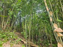 Load image into Gallery viewer, Overlooking lot for sale near highway in Carmen Bohol
