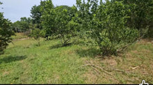 Load image into Gallery viewer, 2.7 hectares clean title for sale with mango trees, ricefields, lemon near highway in Ubay Bohol 300/sqm