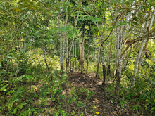 Load image into Gallery viewer, 8,965 sqm clean title for sale in Catigbian Bohol Philippines 1m only