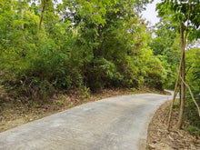 Load image into Gallery viewer, 2.4 hectares clean title lot for sale in Batuan Bohol Philippines 1m only