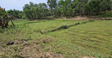 Load image into Gallery viewer, 2.7 hectares clean title for sale with mango trees, ricefields, lemon near highway in Ubay Bohol 300/sqm