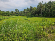 Load image into Gallery viewer, 1 hectare for sale with coconut trees &amp; ricefields in Catigbian Bohol Philippines 150/sqm