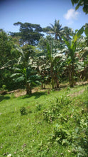 Load image into Gallery viewer, Bohol lot for sale along the river with many coconut trees, assorted trees and banana trees