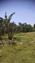 Load image into Gallery viewer, Bohol lot for sale along the river with many coconut trees, assorted trees and banana trees