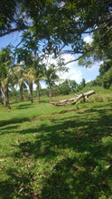 Load image into Gallery viewer, Bohol lot for sale along the river with many coconut trees, assorted trees and banana trees