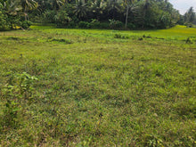 Load image into Gallery viewer, 1 hectare for sale with coconut trees &amp; ricefields in Catigbian Bohol Philippines 150/sqm