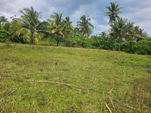 Load image into Gallery viewer, 1 hectare for sale with coconut trees &amp; ricefields in Catigbian Bohol Philippines 150/sqm