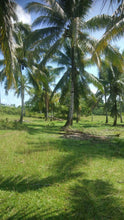 Load image into Gallery viewer, Bohol lot for sale along the river with many coconut trees, assorted trees and banana trees
