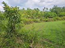 Load image into Gallery viewer, 1 hectare for sale with coconut trees &amp; ricefields in Catigbian Bohol Philippines 150/sqm