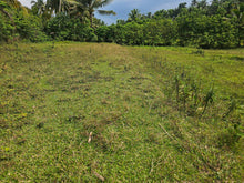 Load image into Gallery viewer, 1 hectare for sale with coconut trees &amp; ricefields in Catigbian Bohol Philippines 150/sqm