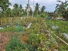 Load image into Gallery viewer, 1.8 hectares for sale Catigbian Bohol Philippines 150/sqm  negotiable