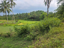 Load image into Gallery viewer, 1 hectare for sale with coconut trees &amp; ricefields in Catigbian Bohol Philippines 150/sqm
