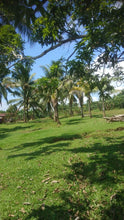 Load image into Gallery viewer, Bohol lot for sale along the river with many coconut trees, assorted trees and banana trees