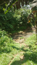 Load image into Gallery viewer, Bohol lot for sale along the river with many coconut trees, assorted trees and banana trees