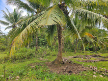 Load image into Gallery viewer, 6,000 sqm clean title with coconut trees and farm house for sale in Catigbian Bohol Philippines