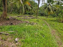 Load image into Gallery viewer, 6,000 sqm clean title with coconut trees and farm house for sale in Catigbian Bohol Philippines