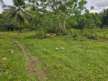 Load image into Gallery viewer, 6,000 sqm clean title with coconut trees and farm house for sale in Catigbian Bohol Philippines
