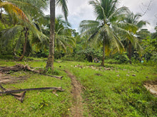 Load image into Gallery viewer, 6,000 sqm clean title with coconut trees and farm house for sale in Catigbian Bohol Philippines