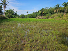 Load image into Gallery viewer, Bohol lot for sale 70,558 sqm clean title 100/sqm
