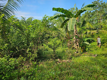 Load image into Gallery viewer, Bohol lot for sale 70,558 sqm clean title 100/sqm