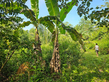 Load image into Gallery viewer, Bohol lot for sale 70,558 sqm clean title 100/sqm