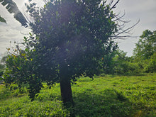 Load image into Gallery viewer, Bohol lot for sale 70,558 sqm clean title 100/sqm