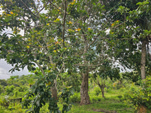 Load image into Gallery viewer, 4.2 hectares clean title for sale in Talibon Bohol Philippines