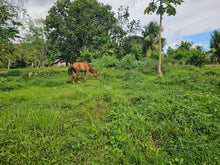 Load image into Gallery viewer, 4.2 hectares clean title for sale in Talibon Bohol Philippines