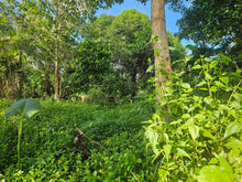 Load image into Gallery viewer, 2,079 sqm clean title for sale with a house in Buenavista Carmen Bohol 500/sqm