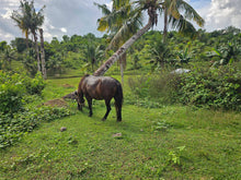 Load image into Gallery viewer, 4.2 hectares clean title for sale in Talibon Bohol Philippines