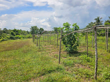 Load image into Gallery viewer, 4.4hectares for sale in Barangay Mahagbu, Trinidad Bohol 100/sqm