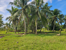 Load image into Gallery viewer, 7.8 hectares for sale along the river in Carmen Bohol 60/sqm