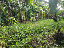 Load image into Gallery viewer, 2,079 sqm clean title for sale with a house in Buenavista Carmen Bohol 500/sqm