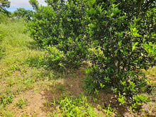 Load image into Gallery viewer, 4.4hectares for sale in Barangay Mahagbu, Trinidad Bohol 100/sqm