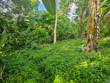Load image into Gallery viewer, 2,079 sqm clean title for sale with a house in Buenavista Carmen Bohol 500/sqm