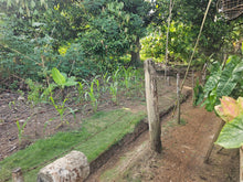 Load image into Gallery viewer, 2,079 sqm clean title for sale with a house in Buenavista Carmen Bohol 500/sqm