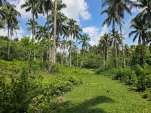 Load image into Gallery viewer, 1.7 hectares with 300 coconut trees for sale in Balilihan Bohol Philippines