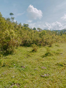LOT FOR SALE IN BALILIHAN, BOHOL