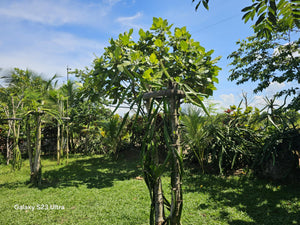 2bedroom house with fruit trees at Talibon Bohol