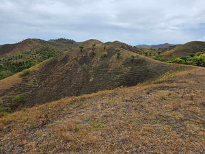 Lot For Sale In Sikatuna Talibon Bohol 25 Hectares Propertyph.net