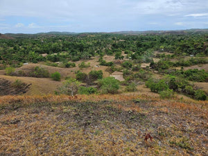 Lot For Sale In Sikatuna Talibon Bohol 25 Hectares Propertyph.net