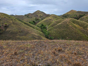 Lot For Sale In Sikatuna Talibon Bohol 25 Hectares Propertyph.net