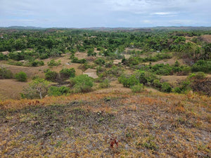 Lot For Sale In Sikatuna Talibon Bohol 25 Hectares Propertyph.net