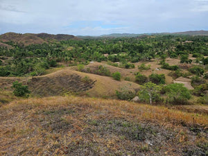 Lot For Sale In Sikatuna Talibon Bohol 25 Hectares Propertyph.net